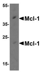 MCL-1 Antibody in Western Blot (WB)