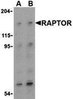 Raptor Antibody in Western Blot (WB)