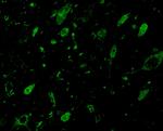 GBL Antibody in Immunocytochemistry (ICC/IF)