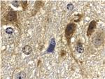 GBL Antibody in Immunohistochemistry (IHC)