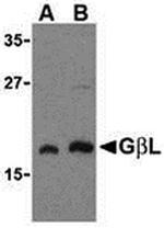 GBL Antibody in Western Blot (WB)