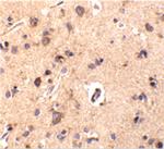 CTRP2 Antibody in Immunohistochemistry (IHC)