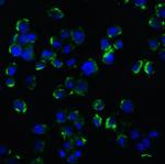 NGFR Antibody in Immunocytochemistry (ICC/IF)