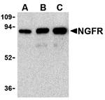 NGFR Antibody in Western Blot (WB)