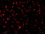 Bit1 Antibody in Immunocytochemistry (ICC/IF)