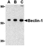 Beclin 1 Antibody in Western Blot (WB)