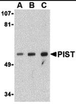 PIST Antibody in Western Blot (WB)