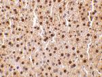 TRAF2 Antibody in Immunohistochemistry (IHC)