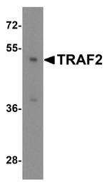 TRAF2 Antibody in Western Blot (WB)