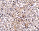 TRAF2 Antibody in Immunohistochemistry (IHC)