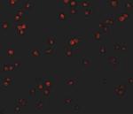 CTRP2 Antibody in Immunocytochemistry (ICC/IF)