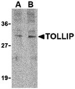 TOLLIP Antibody in Western Blot (WB)