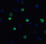 ATF6 Antibody in Immunocytochemistry (ICC/IF)