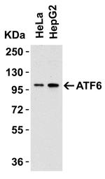 ATF6 Antibody in Western Blot (WB)