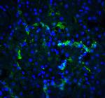 XBP1 Antibody in Immunohistochemistry (PFA fixed) (IHC (PFA))