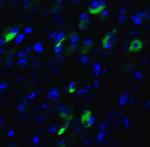 XBP1 Antibody in Immunohistochemistry (PFA fixed) (IHC (PFA))