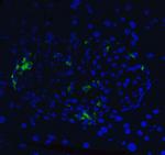 XBP1 Antibody in Immunohistochemistry (PFA fixed) (IHC (PFA))