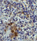 XBP1 Antibody in Immunohistochemistry (Paraffin) (IHC (P))