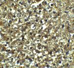 XBP1 Antibody in Immunohistochemistry (Paraffin) (IHC (P))