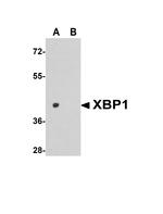 XBP1 Antibody in Western Blot (WB)