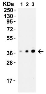 XBP1 Antibody in Western Blot (WB)