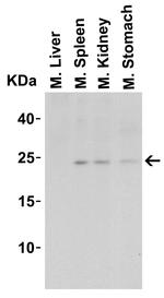 IL-23 p19 Antibody in Western Blot (WB)