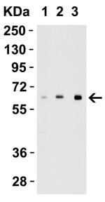 IL-27 p28 Antibody in Western Blot (WB)