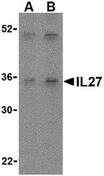 IL-27 p28 Antibody in Western Blot (WB)