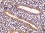 TIM-1 Antibody in Immunohistochemistry (Paraffin) (IHC (P))