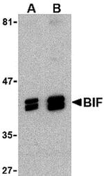 Bif1 Antibody in Western Blot (WB)