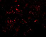 PAK2 Antibody in Immunohistochemistry (PFA fixed) (IHC (PFA))