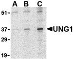 UNG Antibody in Western Blot (WB)