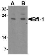 BCL2A1 Antibody in Western Blot (WB)