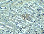 RIG-I Antibody in Immunohistochemistry (IHC)