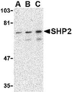 SHP2 Antibody in Western Blot (WB)