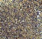 IRF7 Antibody in Immunohistochemistry (IHC)