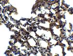 PKR Antibody in Immunohistochemistry (Paraffin) (IHC (P))