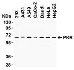 PKR Antibody in Western Blot (WB)