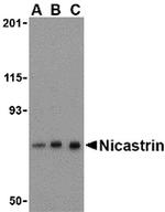 Nicastrin Antibody in Western Blot (WB)