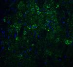 Nicastrin Antibody in Immunohistochemistry (IHC)