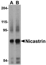 Nicastrin Antibody in Western Blot (WB)