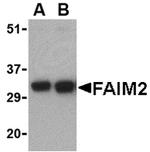 LFG Antibody in Western Blot (WB)