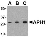 APH1 Antibody in Western Blot (WB)