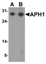 APH1 Antibody in Western Blot (WB)