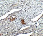 ORAI1 Antibody in Immunohistochemistry (IHC)