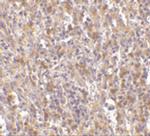 ORAI1 Antibody in Immunohistochemistry (IHC)