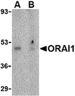 ORAI1 Antibody in Western Blot (WB)