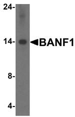 BANF1 Antibody in Western Blot (WB)