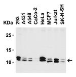 BANF1 Antibody in Western Blot (WB)