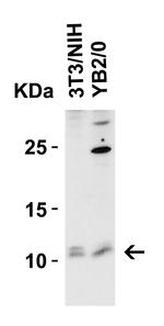 BANF1 Antibody in Western Blot (WB)